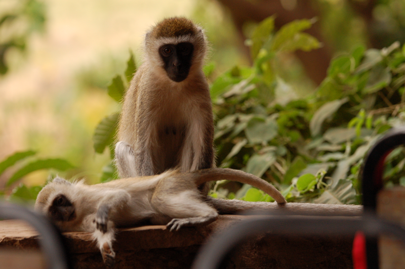 Illustration for article titled Out of Africa. Monkey Business.